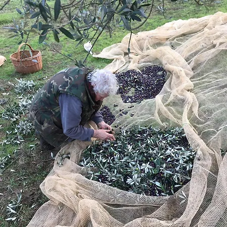 Porcigliano Olive Grove *