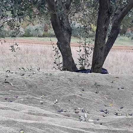 Porcigliano Olive Grove Holiday home