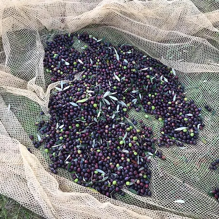 度假居 Porcigliano Olive Grove *