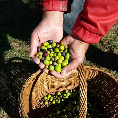 度假居 Porcigliano Olive Grove