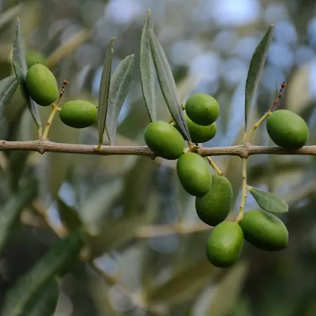 Porcigliano Olive Grove * Polcanto