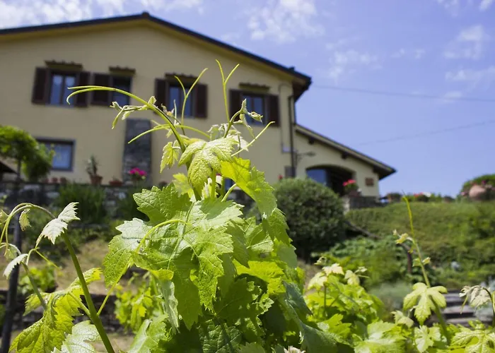 Porcigliano Olive Grove Polcanto