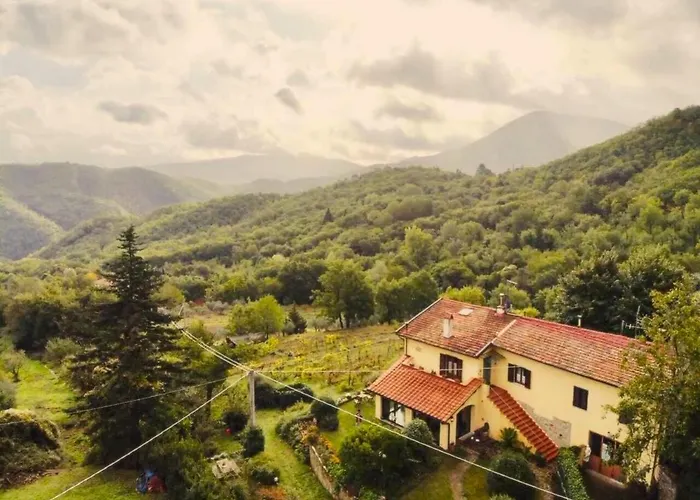 Porcigliano Olive Grove *