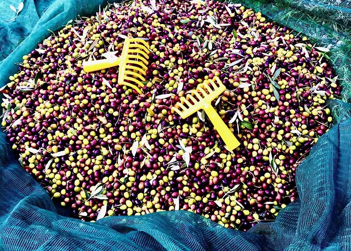 펜션 Porcigliano Olive Grove