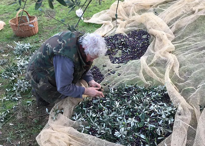 Porcigliano Olive Grove *