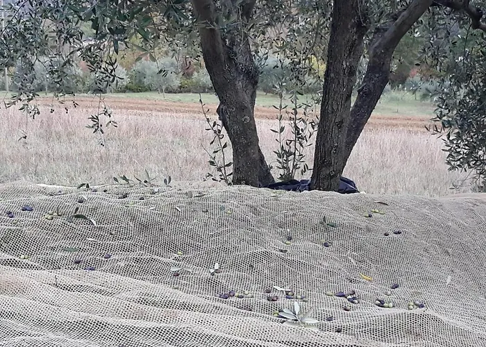 Porcigliano Olive Grove 펜션