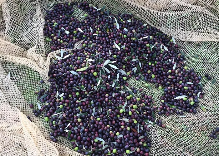 펜션 Porcigliano Olive Grove *