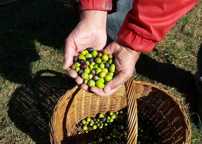 펜션 Porcigliano Olive Grove