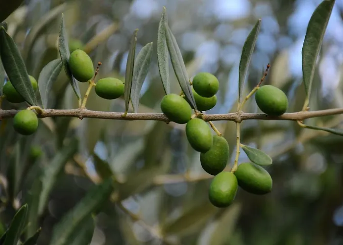 Porcigliano Olive Grove * Polcanto